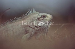 Gr�ner Leguan - Zum Vergroessern klicken!