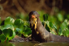 Fluss Riesenotter  - Zum Vergroessern klicken!