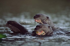 Fluss Riesenotter  - Zum Vergroessern klicken!