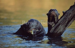 Fluss Riesenotter  - Zum Vergroessern klicken!