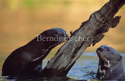 Fluss Riesenotter  - Zum Vergroessern klicken!