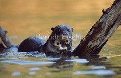 Fluss Riesenotter  - Zum Vergroessern klicken!