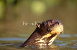 Fluss Riesenotter schwimmend - Zum Vergroessern klicken!