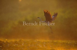 Fluss Cocoi-Reiher  - Zum Vergroessern klicken!