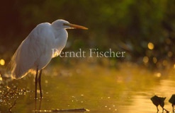 Fluss Ufer Silberreiher  - Zum Vergroessern klicken!