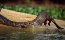 Riesenotter Sandbank Brillenkaiman  - Zum Vergroessern klicken!