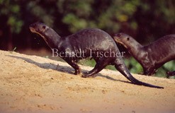 Riesenotter laufend Sandbank - Zum Vergroessern klicken!
