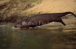 Riesenotter Wasser springend - Zum Vergroessern klicken!