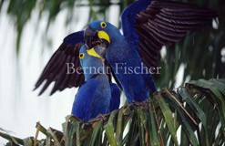Hyazinthara Papagei Blau Paar schmusend - Zum Vergroessern klicken!