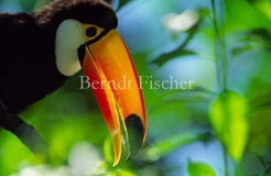 Riesentukan Schnabel Gelb  - Zum Vergroessern klicken!