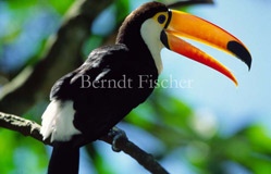 Riesentukan Schnabel Gelb  - Zum Vergroessern klicken!