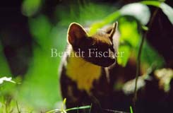 Baummarder Portrt Gegenlicht - Zum Vergroessern klicken!