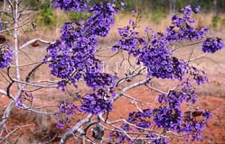 Jacaranda Baum Bl�te Violett - Zum Vergroessern klicken!