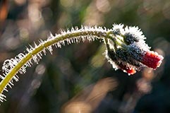Habichtskraut - Zum Vergroessern klicken!