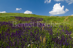 Steppensalbei Graslandschaft - Zum Vergroessern klicken!