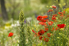 Knigskerze Mohn - Zum Vergroessern klicken!