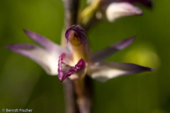 Dingel - Zum Vergroessern klicken!