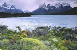 Anden Gebirge Lago Pehoe Matorral Buschwerk Cuernos del Paine  - Zum Vergroessern klicken!