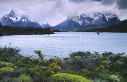 Anden Gebirge Lago Pehoe Matorral Buschwerk Cuernos del Paine  - Zum Vergroessern klicken!