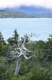 Anden Gebirge Lago Pehoe Matorral Buschwerk  - Zum Vergroessern klicken!