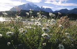 NP Torres del Paine Anden Gebirge - Zum Vergroessern klicken!