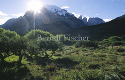 NP Torres del Paine Anden Gebirge - Zum Vergroessern klicken!