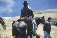 NP Torres del Paine Anden Gebirge Gaucho  - Zum Vergroessern klicken!