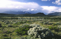 Anden Gebirge Pampa Grassteppe  - Zum Vergroessern klicken!
