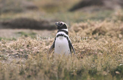 Magellan-Pinguin  - Zum Vergroessern klicken!