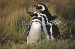 Magellan-Pinguin Paar Verhalten - Zum Vergroessern klicken!