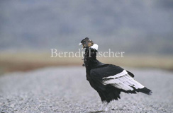 Kondor Geier - Zum Vergroessern klicken!