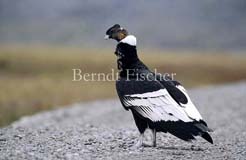 Kondor Geier - Zum Vergroessern klicken!