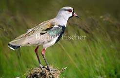 Cayenne-Kiebitz  - Zum Vergroessern klicken!