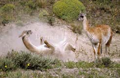 Guanako Sandbad  - Zum Vergroessern klicken!