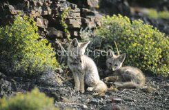 Pampafuchs Jungtiere  - Zum Vergroessern klicken!