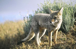 Pampafuchs  - Zum Vergroessern klicken!