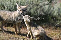 Pampafuchs Jungtier - Zum Vergroessern klicken!