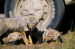 Pampafuchs Jungtiere ruhend  - Zum Vergroessern klicken!