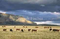 Pampa Rinder Estancia - Zum Vergroessern klicken!