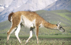 Guanako Anden Gebirge  - Zum Vergroessern klicken!
