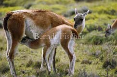 Guanako Mutter Jungtier s�ugend - Zum Vergroessern klicken!