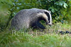 Dachs - Zum Vergroessern klicken!