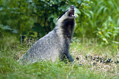 Dachs - Zum Vergroessern klicken!