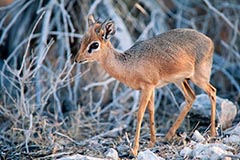 Dikdik - Zum Vergroessern klicken!
