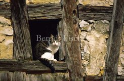 Dorf Bauernhof Katze Mauer Fenster Sonne  - Zum Vergroessern klicken!