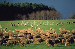 Dorf Schafherde Wiese - Zum Vergroessern klicken!