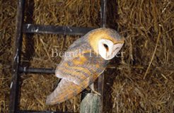 Dorf Bauernhof Scheune Schleiereule - Zum Vergroessern klicken!