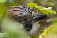 Eichelhher - Zum Vergroessern klicken!
