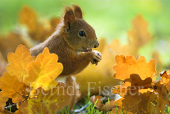 Eichh�rnchen  - Zum Vergroessern klicken!