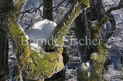 Buchenwald - Zum Vergroessern klicken!